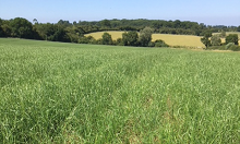Blackgrass loses to ryegrass
